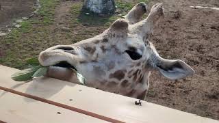 【Tokyo✈Izu】動物に癒しを求めるOLの休日Vlog