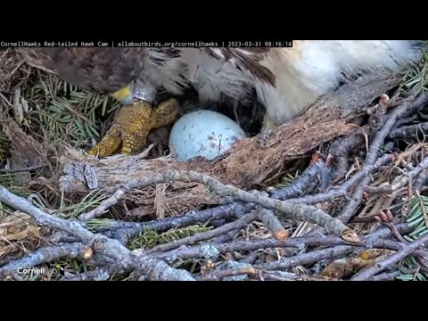 Big Red Lines The Cornell Hawks Nest Bowl With Bark, Rolls Egg | March 31, 2023