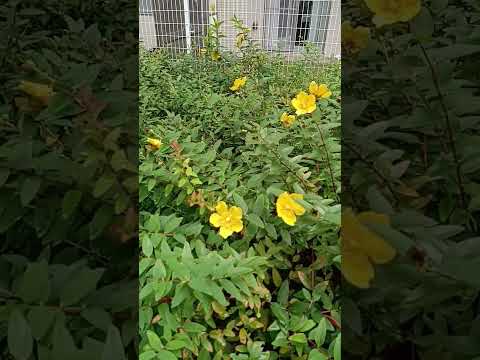 あなたの庭の外観を向上させることができる黄色の花の低木はどれですか? 14の刺激的な提案！  庭園