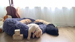 5 Week Old Puppies' Nap Time