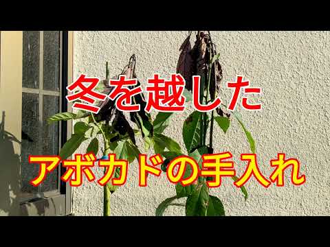 アボカドの木は霜を恐れますか?この植物を冬に適切に保つにはどうすればよいですか？寒さから守る4つのポイント  庭園