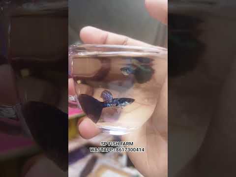 Galaxy blue last 1 pair#guppy #fish #guppyfishfarming#guppyfishculling#guppyhouse #viral #viralvideo