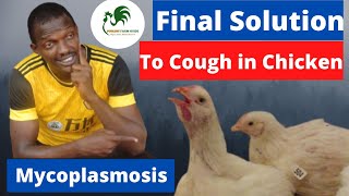 How I Treat and Prevent Stubborn Cough in Chicken Totally. CRD in Chicken