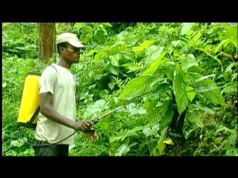 comment investir dans le cacao