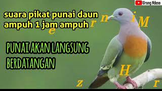 Download lagu Suara Punai Ampuh Durasi 1 Jam, Untuk Nyanggong dan Mikat mp3 Download lagu Suara Punai Ampuh Durasi 1 Jam, Untuk Nyanggong dan Mikat mp3