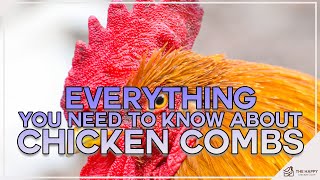 Everything You Need To Know About Chicken Combs