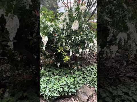 Pieris japonica Temple Bells