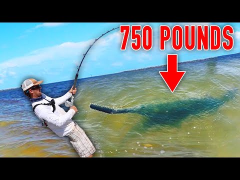 750 Pound MONSTER SAWFISH !!!