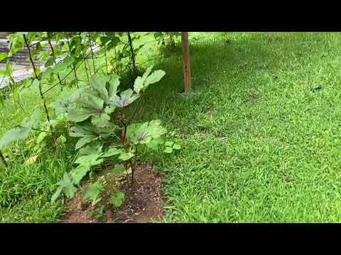 Watch until the end there is a big surprise  by Areebah 😄