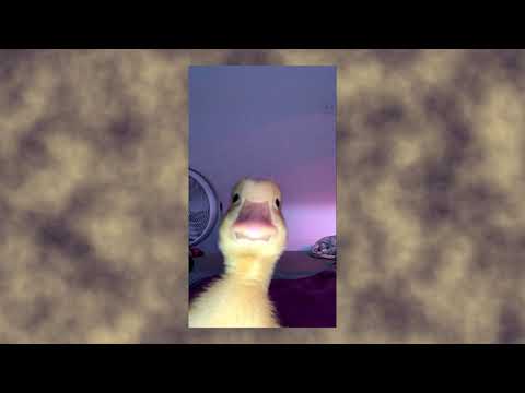 [Free] Dark×Type beat 🔥🔥"D-uck" 🔥🔥