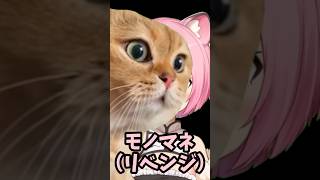 【猫ミーム】説教猫のモノマネ