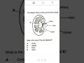 Kidney Biology Questions Pvstheturor