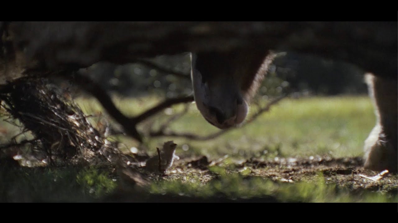 Budweiser | Super Bowl LX Commercial 'American Icons' - YouTube