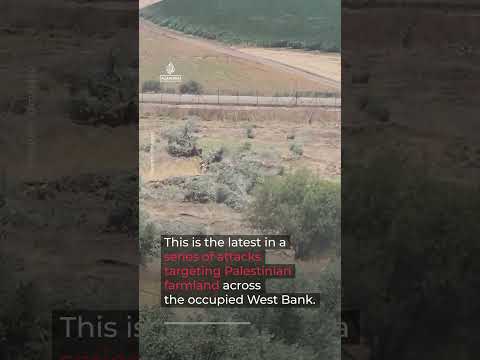 Israeli forces bulldoze olive groves in the occupied West Bank