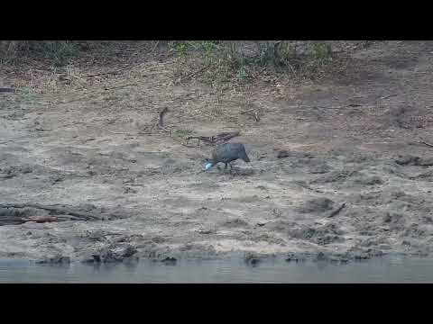Djuma: Hippos, Hadeda Ibis, Monitor Lizard, Blacksmith Lapwing and Guinea Fowl - 22:41 - 09/29/2023