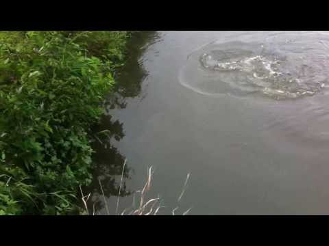 wielki boleń. 1z2, Rapa 82 cm i 7.600g. Odra Opole 720p)