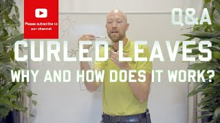 Curled leaves - Why and how does it work?