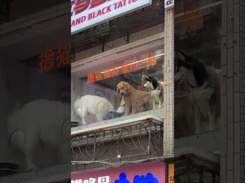 Kimmy's always the spotlight🐶 #dog