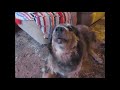 Dogs Howling Buts It S Vocoded To Toto Africa