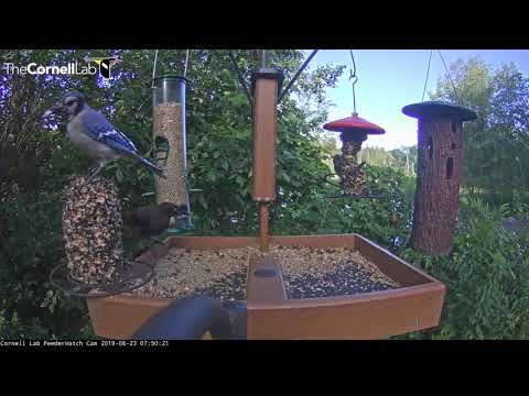 Blue Jays Check In Early At Cornell Feeders – Aug. 23, 2019
