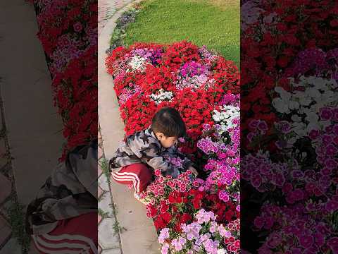What a view 😍 😍😍😍😍#views #flowers #shorts#short#tarushtinytv #viral#trending #yt#ytshorts #ytshort