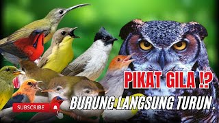 Download lagu Suara Pikat Burung Ribut Kejepit Paling Ampuh II Anti Zonk ‼️ mp3 Download lagu Suara Pikat Burung Ribut Kejepit Paling Ampuh II Anti Zonk ‼️ mp3