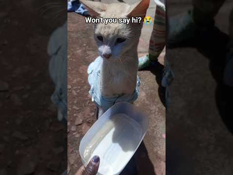 Please 🙏 Hi will do #cat #trendingnow #kitten #kitty