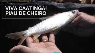 Miniatura do vídeo
