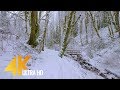 4K Virtual Winter Walk - Walking in a Snow Forest - 3.5 HRS of Crunching Snow Sound