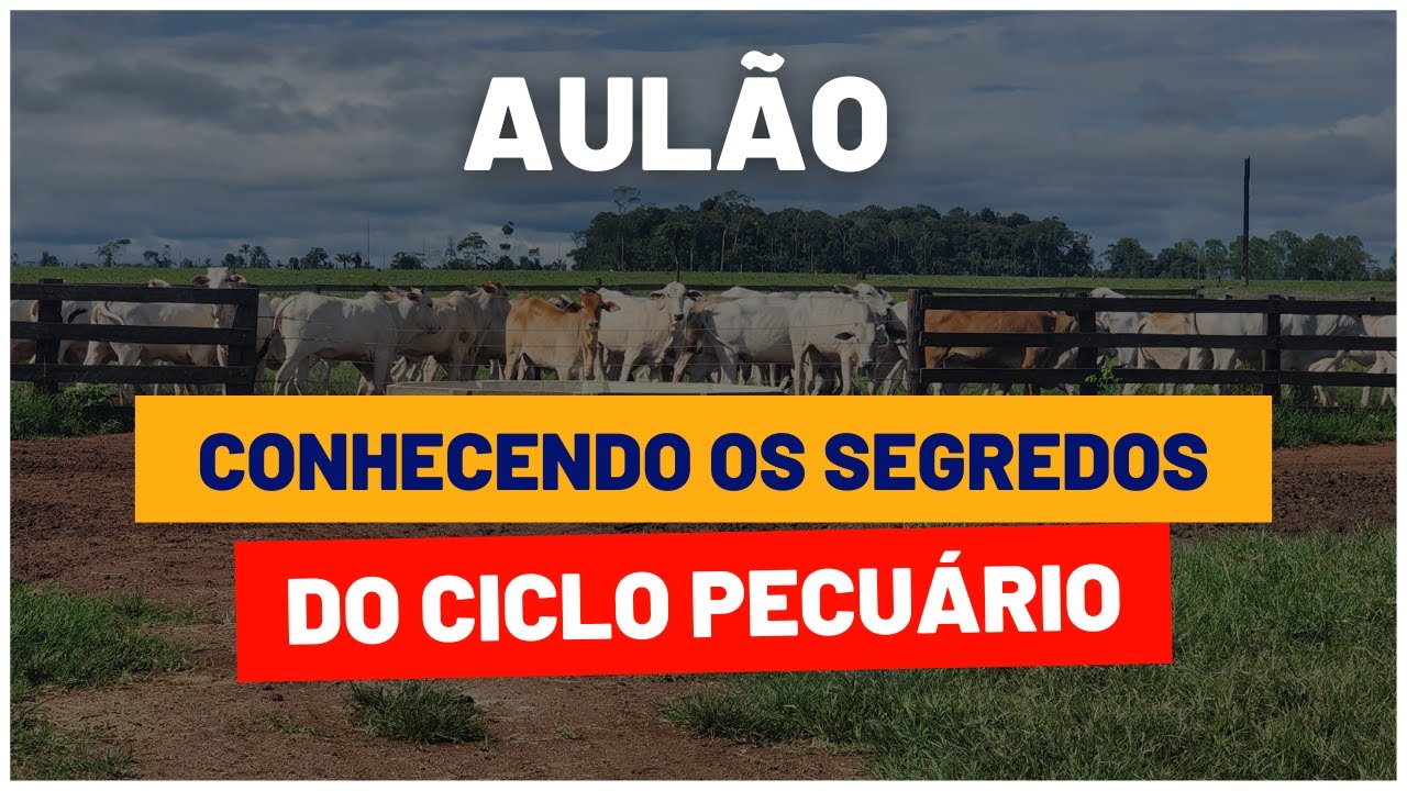Aprendendo a lucrar mais dominando o CICLO PECUÁRIO - Aulão