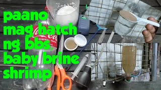 paano mag hatch ng bbs,baby brine shrimp | brine shrimp hatchery | diy baby brine shrimp hatchery