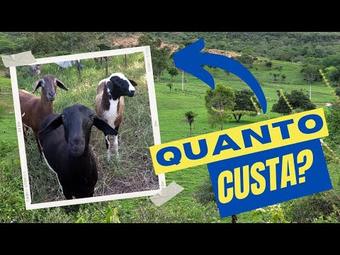 , title : 'De quanto você precisa para começar uma criação de ovelhas?'