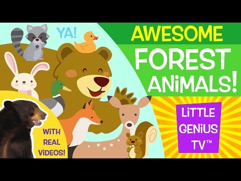 Learn About Forest Animals
