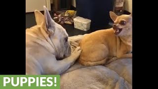 These Dogs Act Like A Typical Sibling Rivalry!