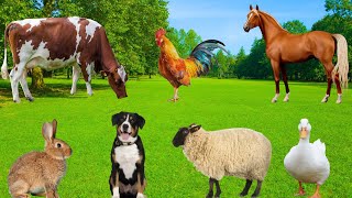 Cute Little Animals - Chicken, Squirrel, Sheep, Cat, Dog, Rabbit - Animal Sounds