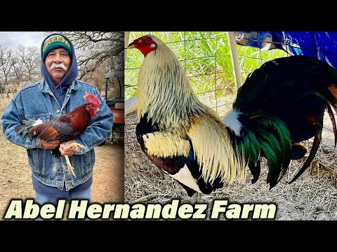 Pure Yellow Leg Hatch Gilmore Lemon Kelso Grey Abel Hernandez Beautiful Birds - Hernandez Farms