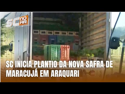 Produtores de Araquari esperam aumento na produção de maracujá