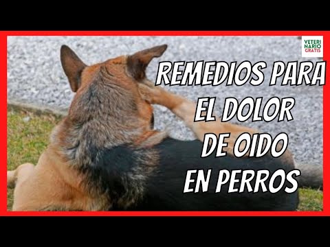 ✅ REMEDIOS CASEROS PARA EL DOLOR DE OIDO EN PERROS ✅ POR OTITIS, INFECCIÓN...