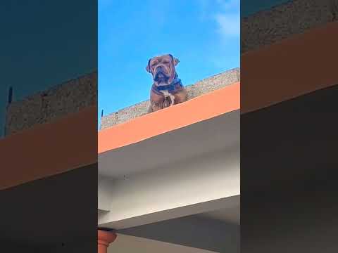 Mi perro me ignora !!