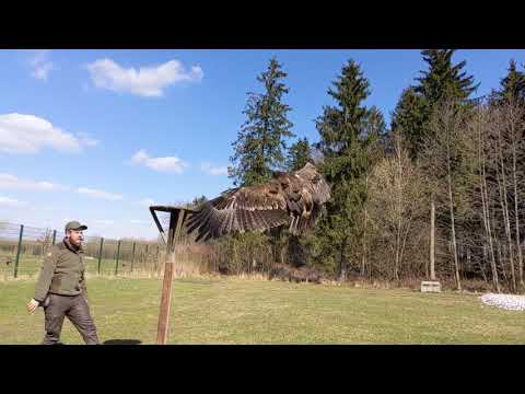 Birds flying in slow motion at Wildpark Poing, Germany
