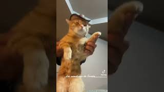 Gatito bailando  &quot;Espejeando - Los tucanes de Tijuana&quot;