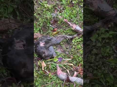 Tigres en Ragonvalía, Norte de Santander