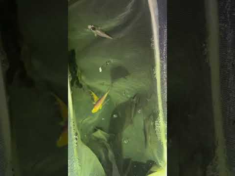 8 week old Koi fry feeding on bloodworm shrimps and crushed pellet. * Growth *