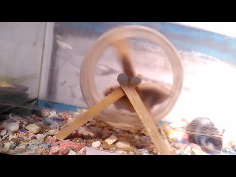 download lagu mp3 mp4 Cara Membuat Jogging Wheel Hamster Sendiri, download lagu Cara Membuat Jogging Wheel Hamster Sendiri gratis, unduh video klip Cara Membuat Jogging Wheel Hamster Sendiri