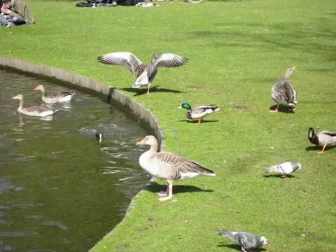 Spring in Frederiksberg Have