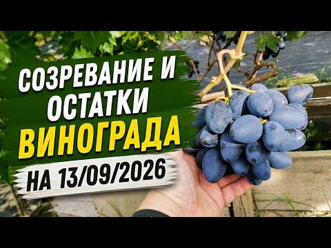 фото виноград с дегустацией 0