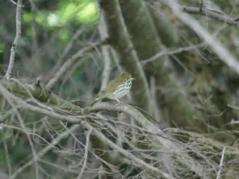 Horárik žltohlavý (Seiurus aurocapilla) — správanie, biotop a hlas