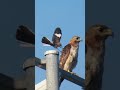 Mockingbird Attacks Red Tailed Hawk