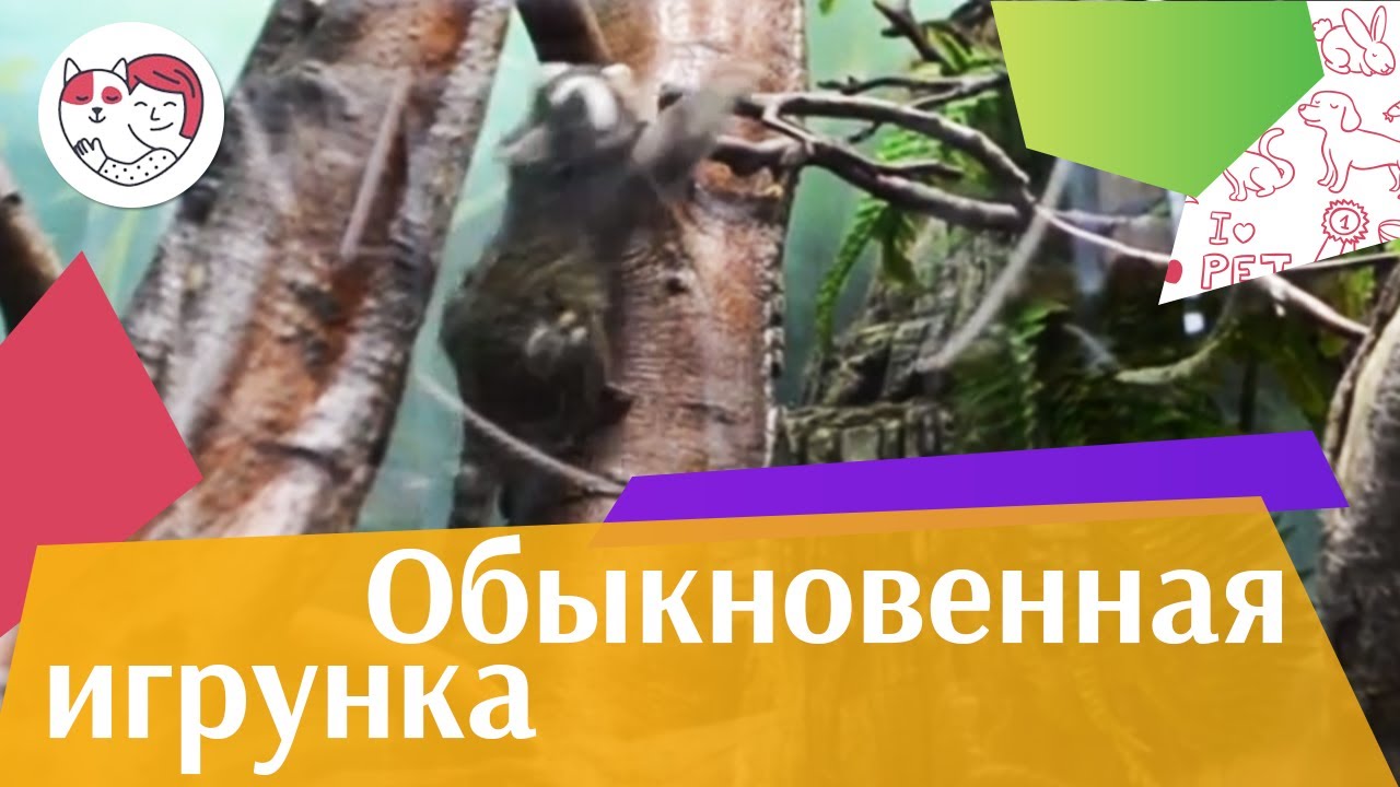 Обыкновенная игрунка Содержание в квартире на ilikepet