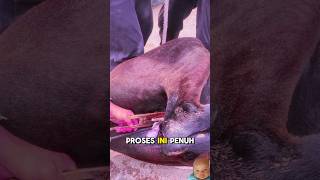 Download lagu Kebiri hewan dengan besi tajam dan panas #shorts #faktaunik #kuda mp3 Download lagu Kebiri hewan dengan besi tajam dan panas #shorts #faktaunik #kuda mp3